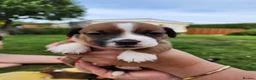 Jack Russell dogs for sale: Jack Russell puppies for sale - Advert 13