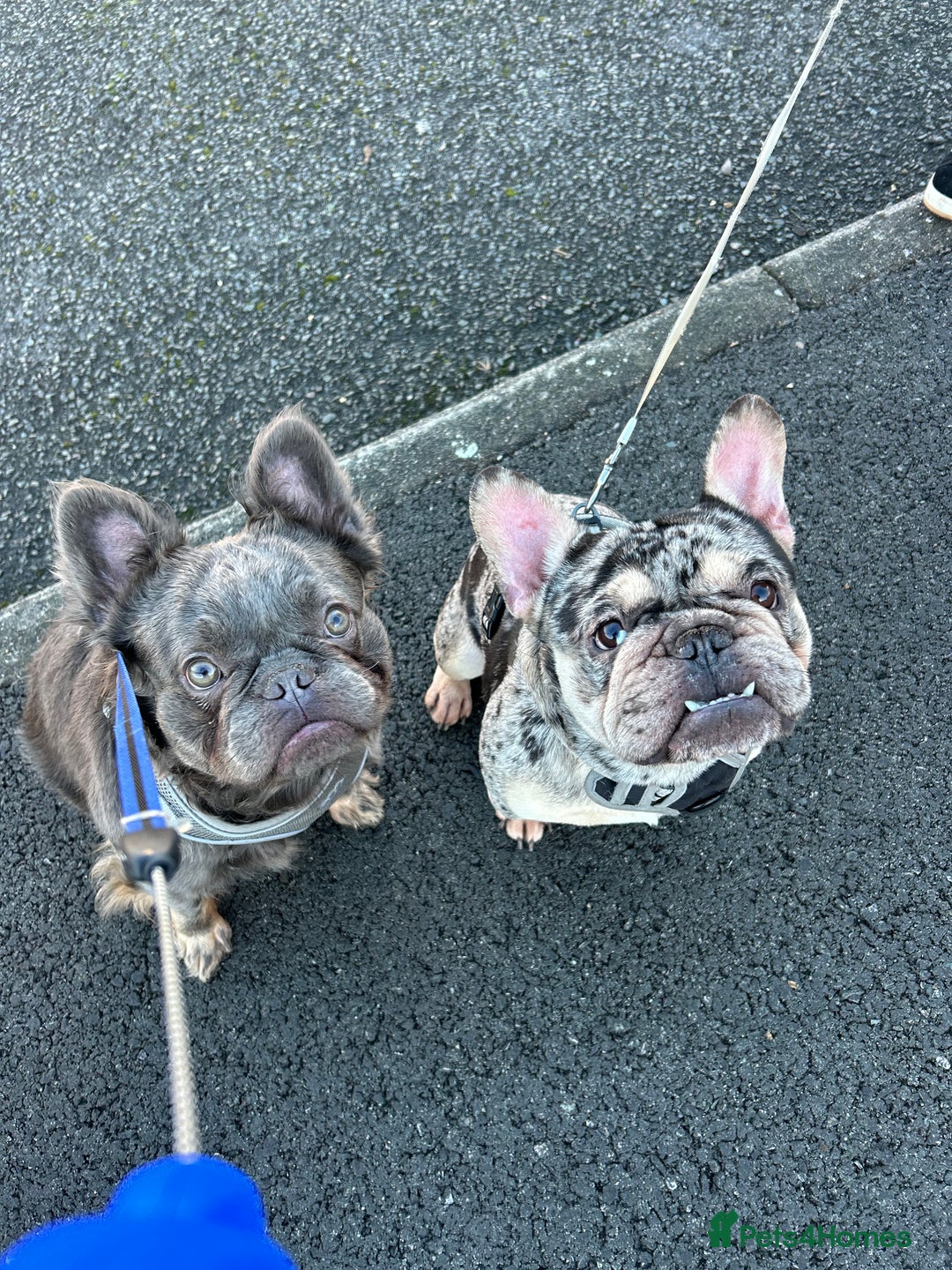 French Bulldog dogs for sale: French Bulldogs  - Advert 1