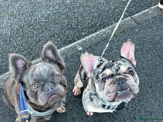 French Bulldog dogs French Bulldogs - Advert 2