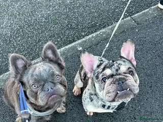 French Bulldog dogs French Bulldogs - Advert 19