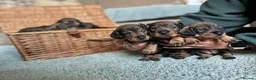 Dachshund dogs for sale:  KC Reg Wire-Haired Dachshund (Teckel) Puppies - Advert 4