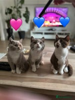 British Shorthair cats - Advert 6