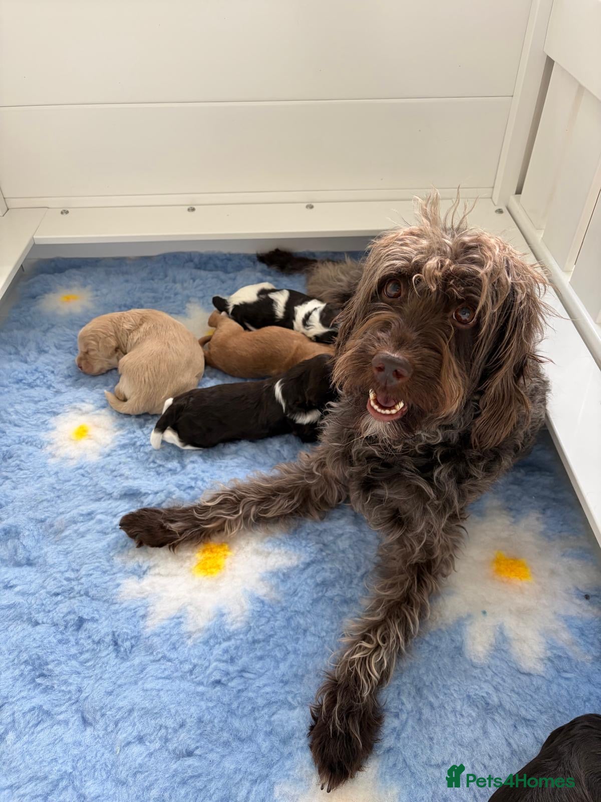 Mixed Breed dogs Miniature Australian Labradoodle Puppies - Advert 4