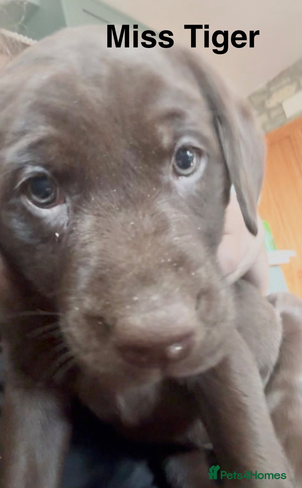 Labrador Retriever dogs Absolutely stunning KC Registered puppies for sale - Advert 2