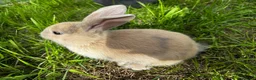 Mixed Breed rabbits for sale: Mixed baby rabbits born 19/08/26 - Advert 6
