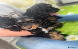Cockapoo dogs for sale: Beautiful Cockapoo Puppies  - Image 9