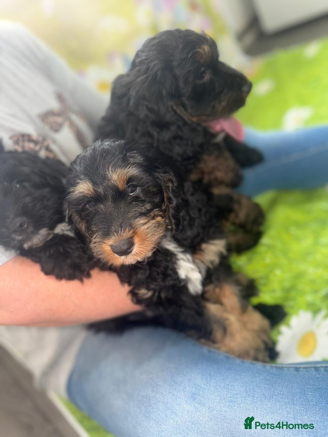 Cockapoo dogs for sale: Beautiful Cockapoo Puppies  - Image 9