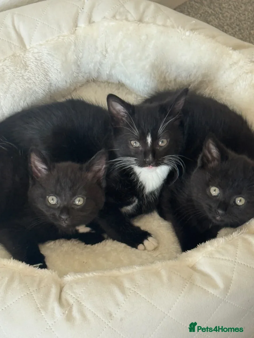 Mixed Breed cats for sale: Cute fluffy kittens ready for their new homes  - Advert 2