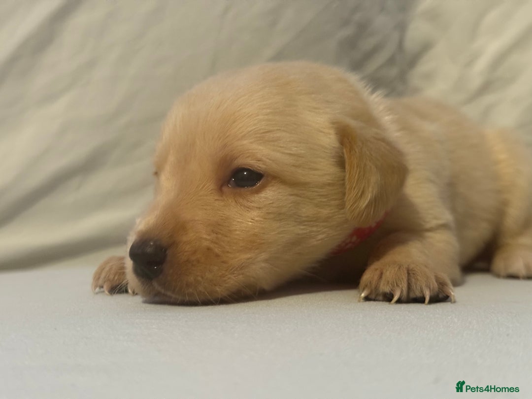 Labrador Retriever dogs for sale: KC registered Labrador puppies - Image 11