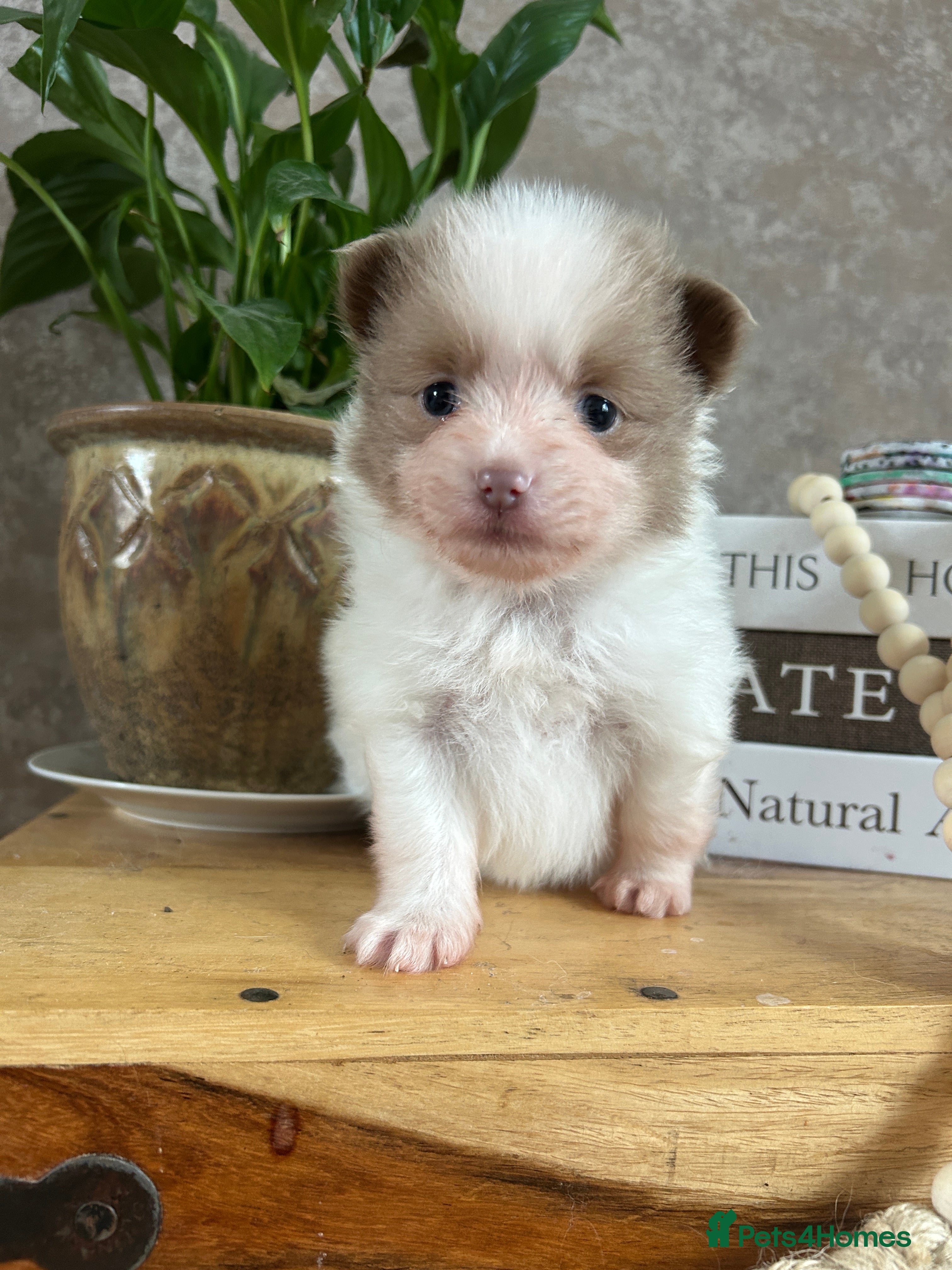 Pomeranian dogs Kc rainbow 🌈 Pomeranians  - Advert 5