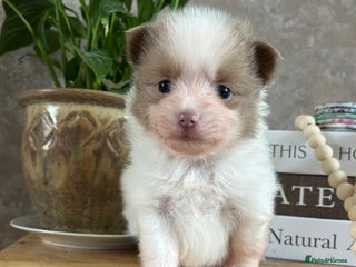 Pomeranian dogs Kc rainbow 🌈 Pomeranians - Advert 3