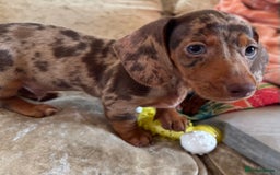 Miniature Dachshund dogs for sale: ❤️🐾💫 Outstanding Miniature Dachshunds 🐾❤️💫 - Image 31