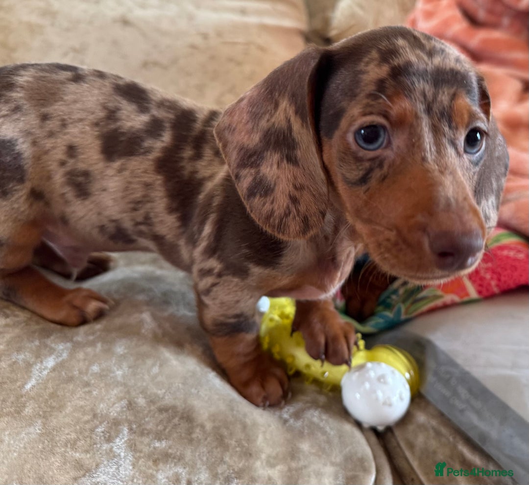 Miniature Dachshund dogs for sale: ❤️🐾💫 Outstanding Miniature Dachshunds 🐾❤️💫 - Image 31