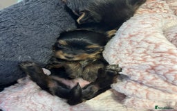 Yorkshire Terrier dogs for sale: Beautiful miniature Yorkie Biewer terriers - Image 10