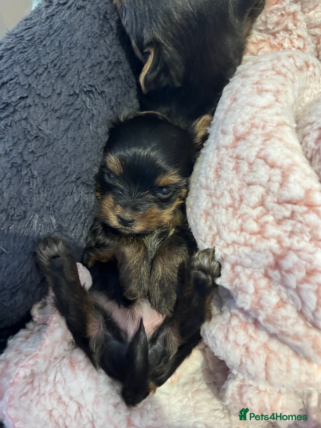 Yorkshire Terrier dogs for sale: Beautiful miniature Yorkie Biewer terriers - Image 10