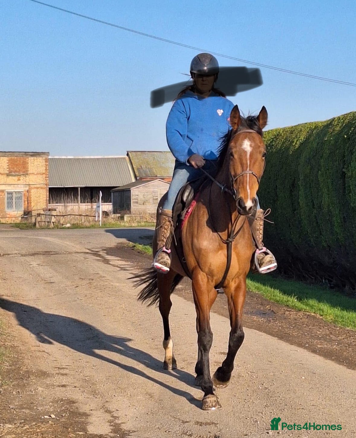 English Thoroughbred horses In foal brood mares  - Advert 3