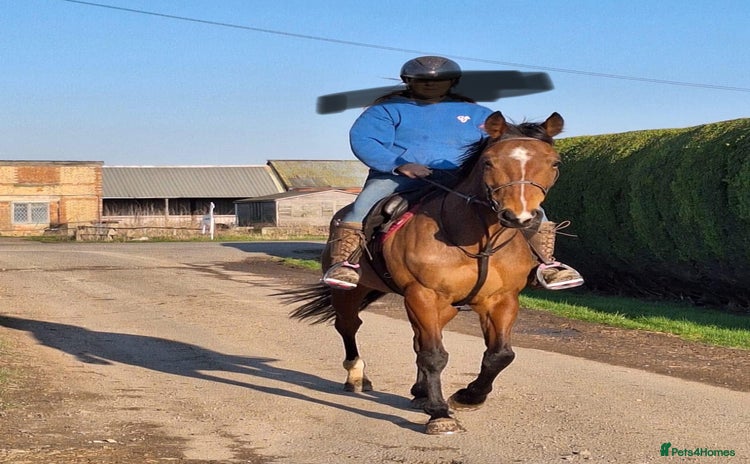 English Thoroughbred horses - Advert 1