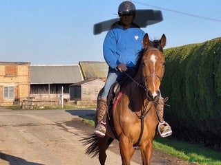 English Thoroughbred horses - Advert 1