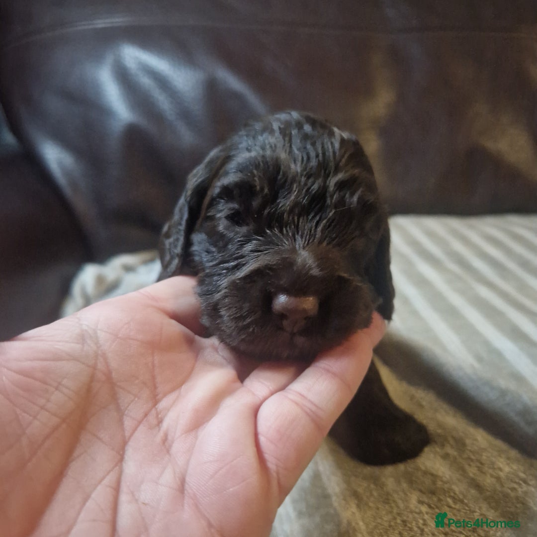 Mixed Breed dogs for sale: Stunning chocolate merle sproodles - Image 4
