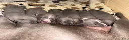 Staffordshire Bull Terrier dogs for sale: Staffordshire bull terrier puppies  in Kilmarnock - Advert 5