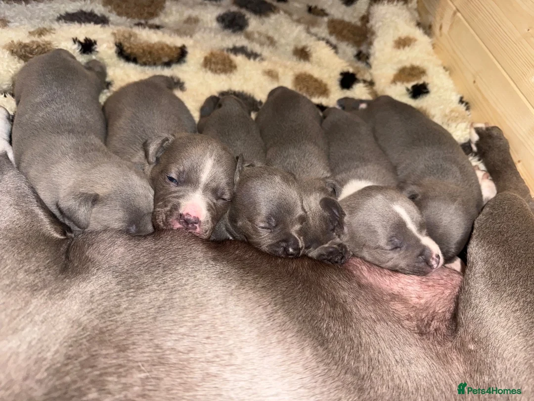 Staffordshire Bull Terrier dogs for sale: Staffordshire bull terrier puppies  in Kilmarnock - Advert 5