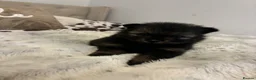 Pomeranian dogs for sale: Teddy Bear pomeranian puppies  - Advert 7