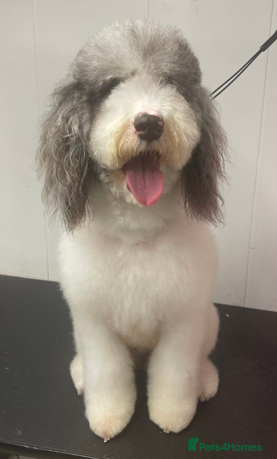 Labradoodle dogs for sale: Therapy breeder 5th gen miniature F1bbbb - Image 4