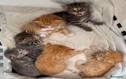 Mixed Breed cats for sale: Ready now! 6 beautiful kittens - Advert 3