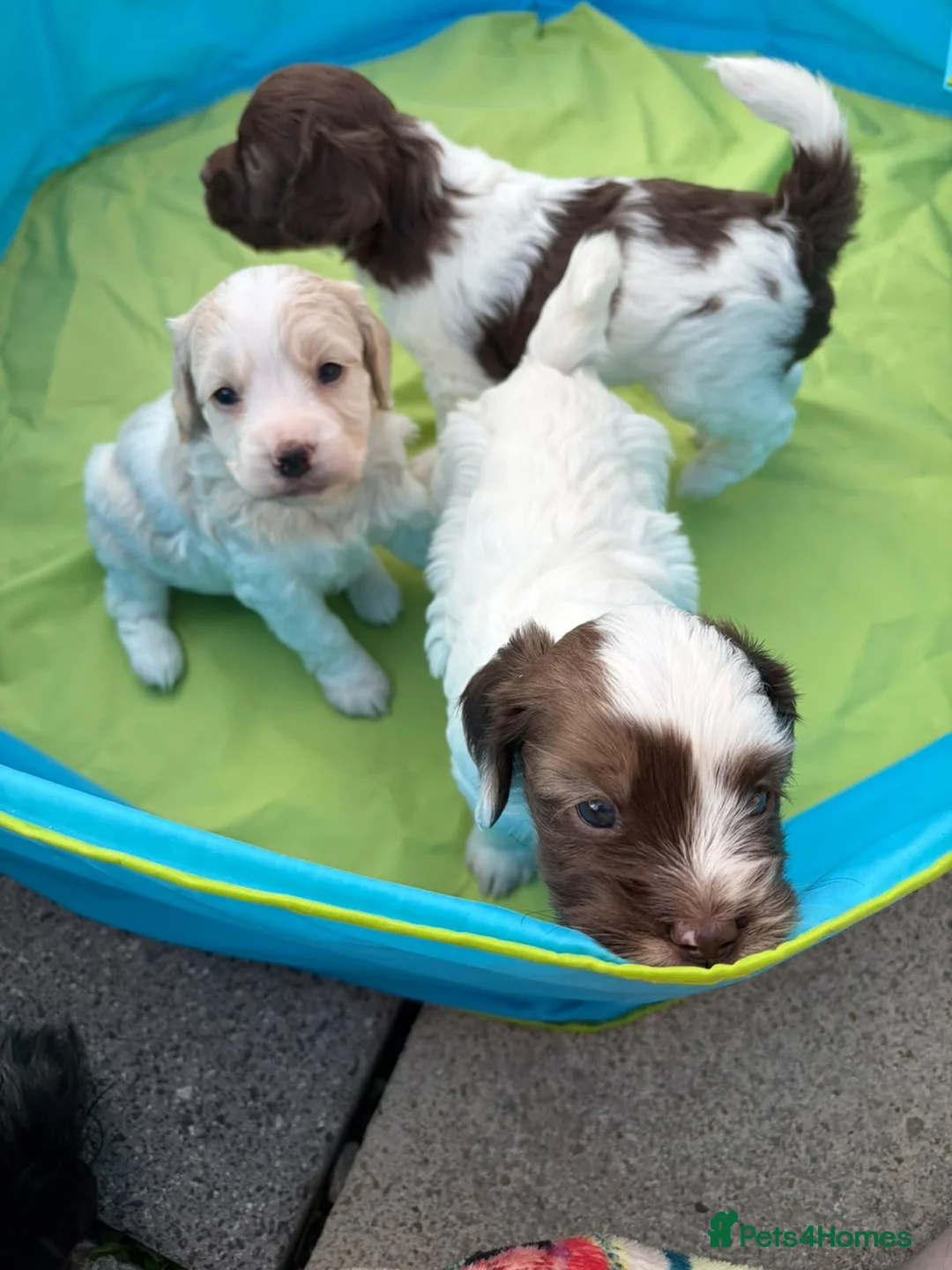 Cockapoo dogs for sale: Beautiful cockapoo puppies - Advert 2