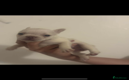 French Bulldog dogs for sale: Fluffy French bulldog puppies - Image 9