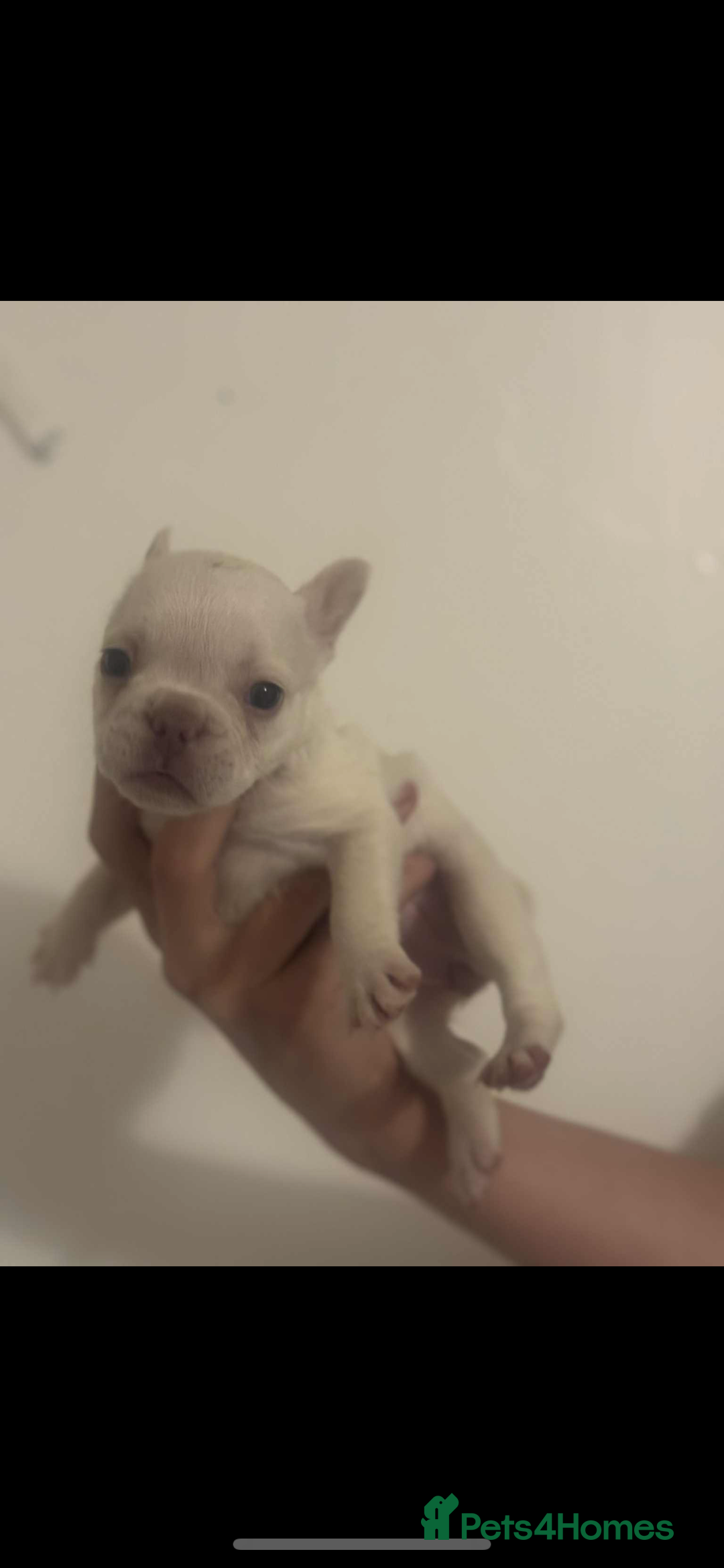 French Bulldog dogs for sale: Fluffy French bulldog puppies - Image 9