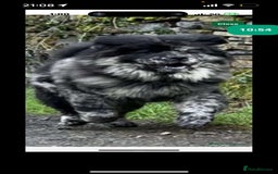 Chow Chow dogs for stud: MERLE CHOW CHOW CROSS WITH ALASKAN MALAMUTE  in Bromley - Image 4