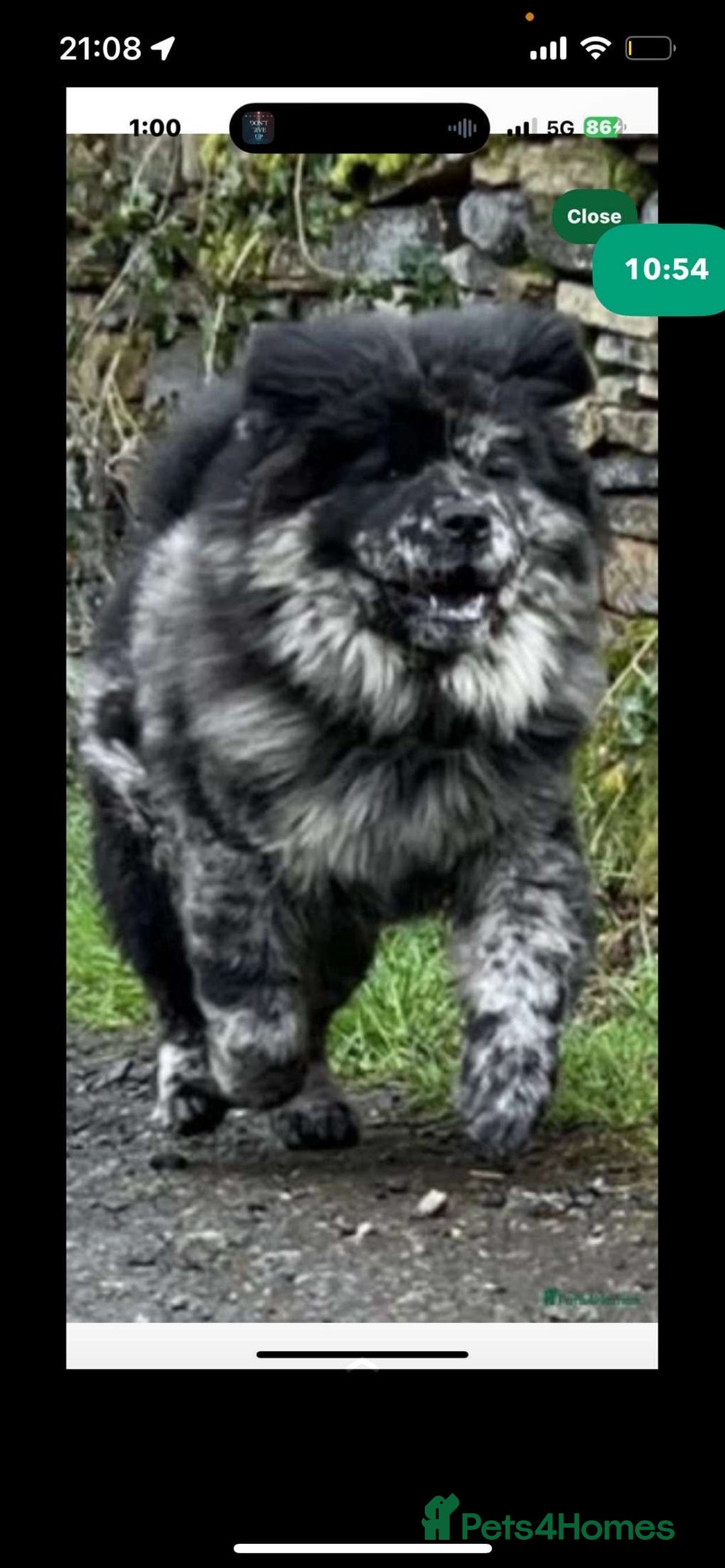 Chow Chow dogs for stud: MERLE CHOW CHOW CROSS WITH ALASKAN MALAMUTE  in Bromley - Image 4