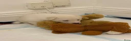 Utonagan dogs for sale: Mr marcel in Newport - Advert 7