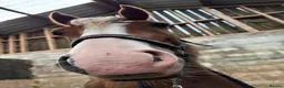 New Forest horses for sale: Ginger in Camelford - Advert 4