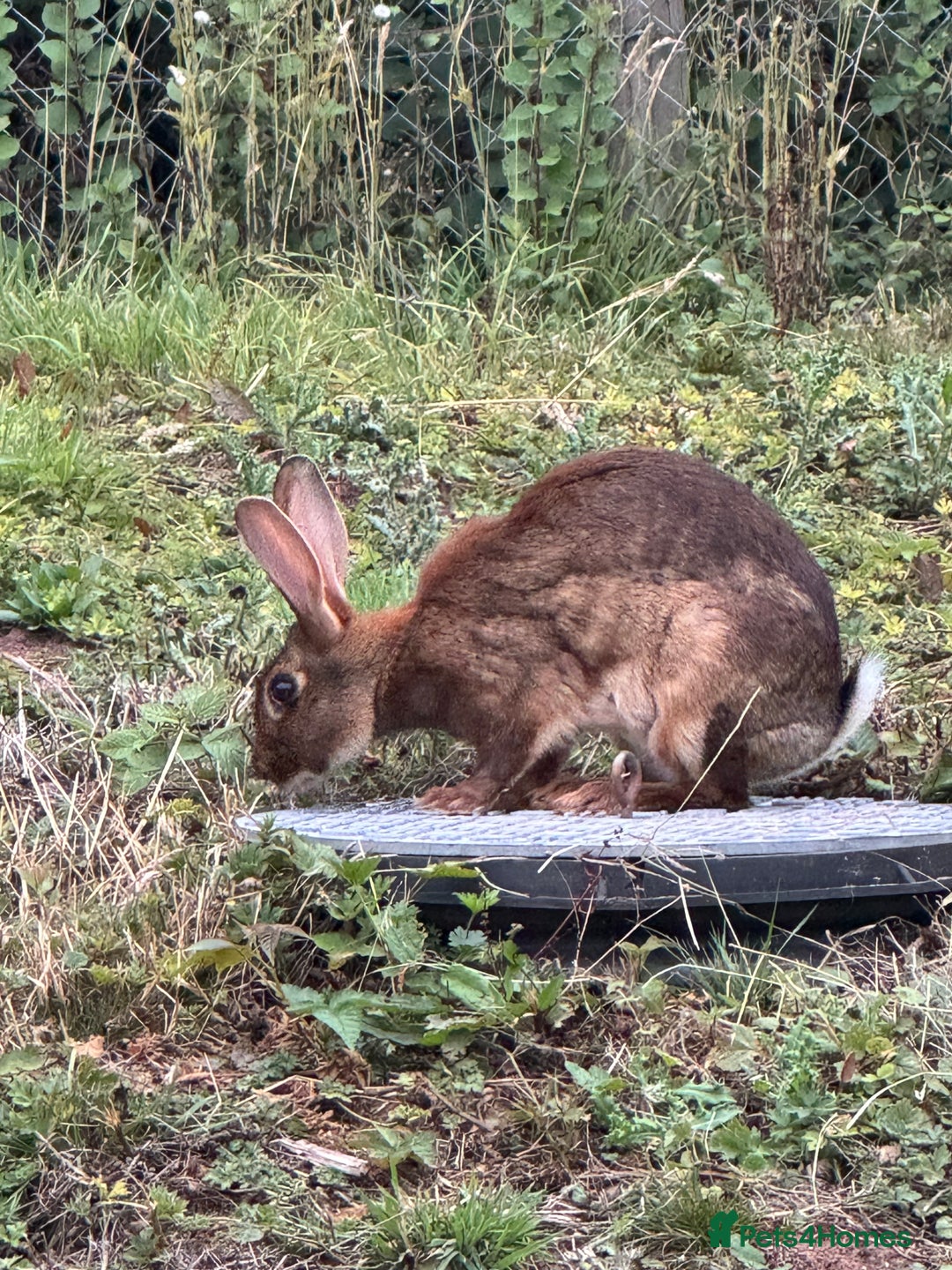 Belgian Hares rabbits for sale: Belgian hares  - Image 7