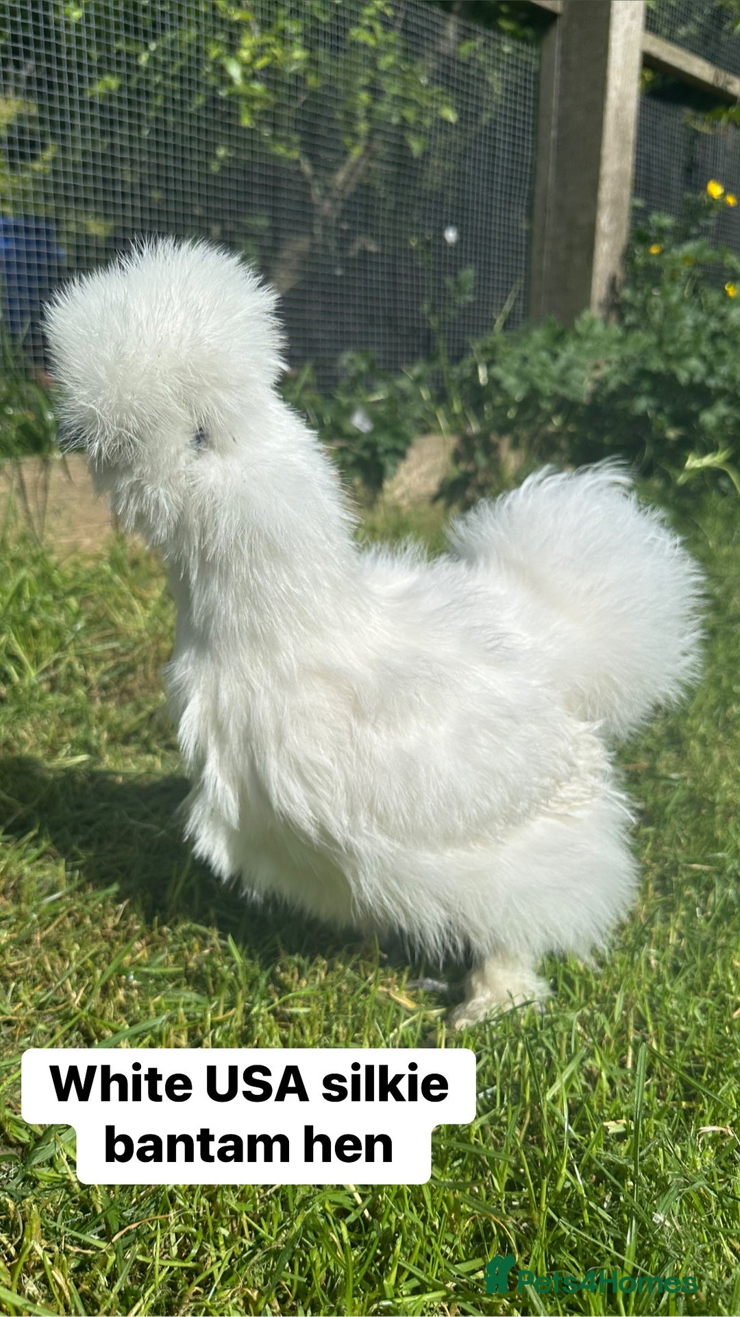 Chickens poultry for sale: Bantam hens at point of lay - Image 6