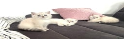 Scottish Fold cats for sale: 😻Stunning Pure breed Scottish fold kittens 😻 - Advert 28