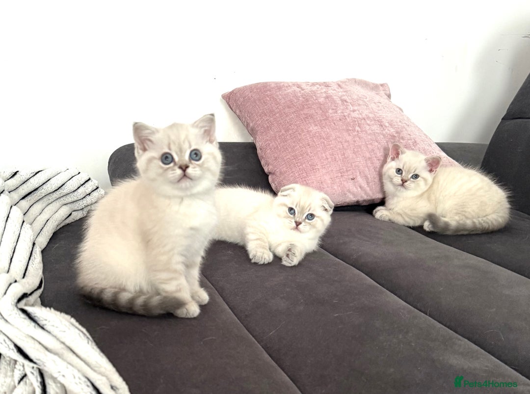 Scottish Fold cats for sale: 😻Stunning Pure breed Scottish fold kittens 😻 - Advert 28