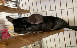 Chinchilla rodents for sale: 2 male chinchilla  - Image 3