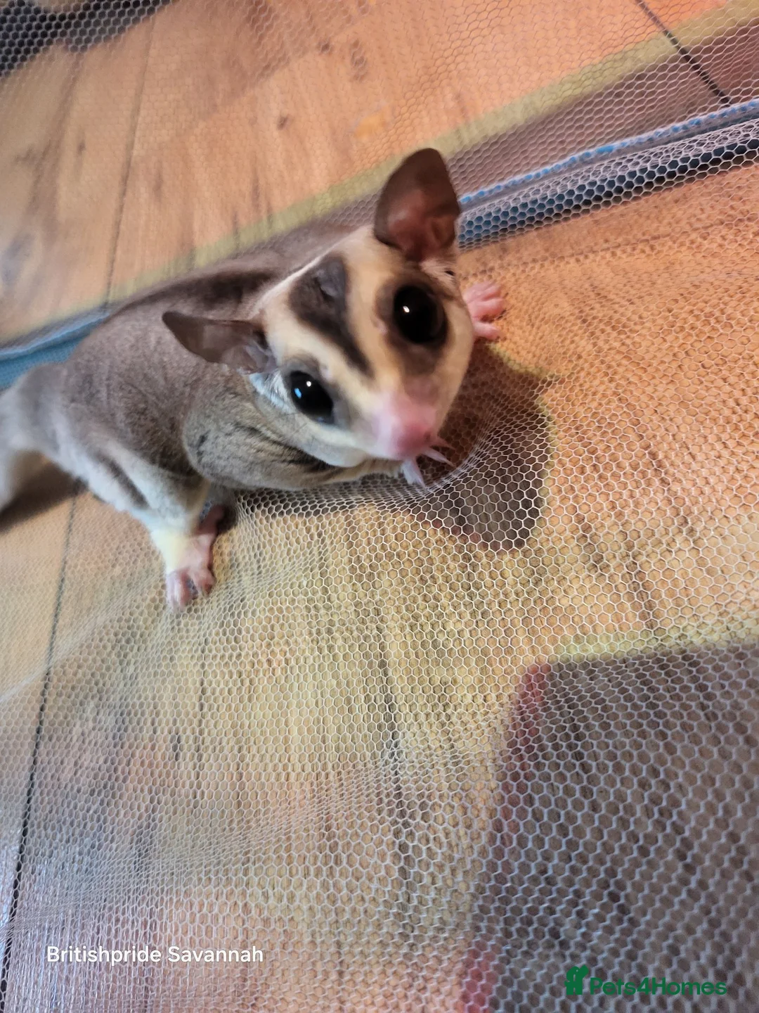 Sugar Glider rodents for sale: White face blonde Sugar gliders Male and female  - Advert 2