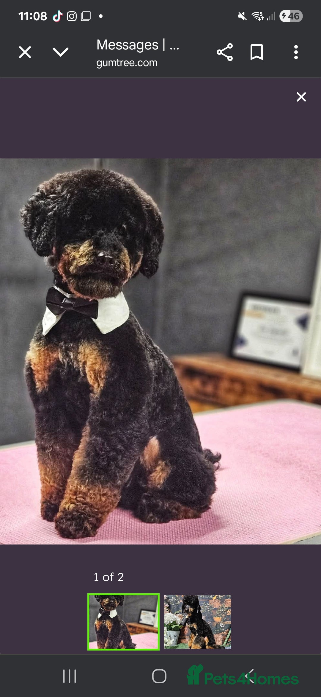 Miniature Poodle dogs for sale: Minature Poodles  - Image 2
