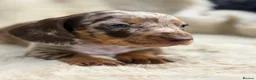 Miniature Dachshund dogs for sale: Beautiful dachshund puppies  - Advert 24