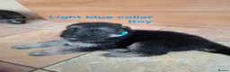 German Shepherd dogs for sale: K.C german shepherd puppies - Advert 10