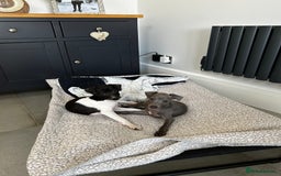 Italian Greyhound dogs for sale: Beautiful Italian greyhound puppies  - Image 4