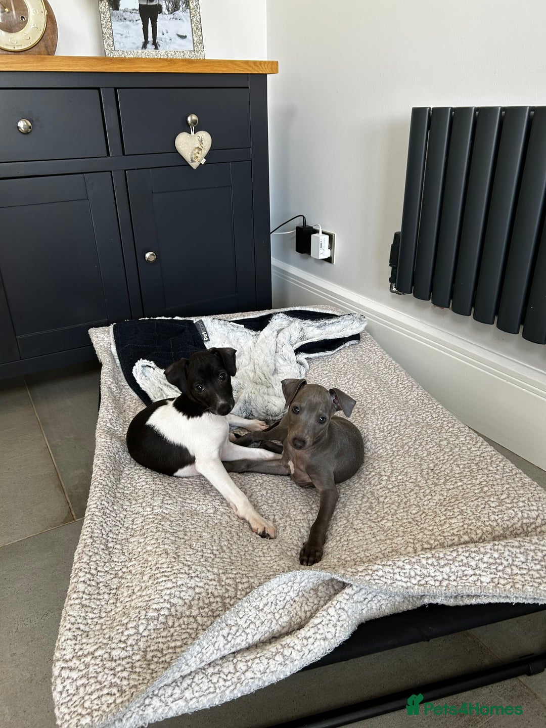 Italian Greyhound dogs for sale: Beautiful Italian greyhound puppies  - Image 4
