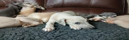Whippet dogs for sale: High Quality Whippet pups Crufts - Advert 11