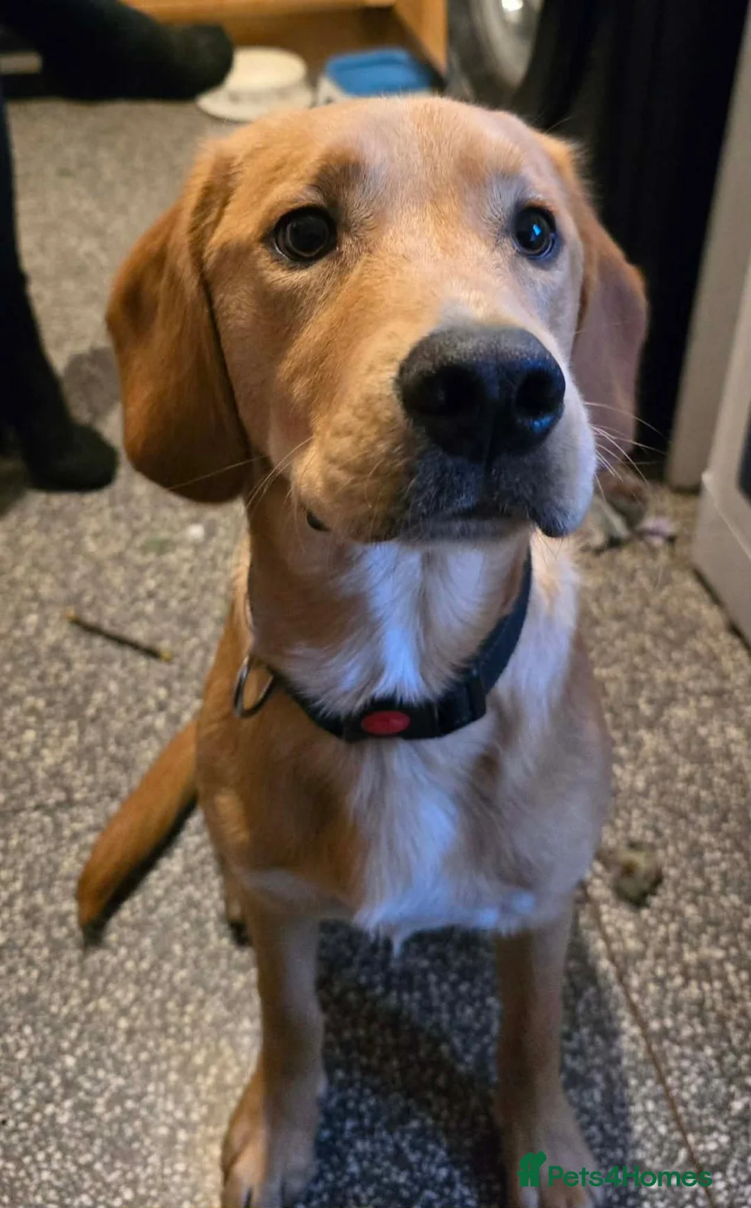 Cockerdor dogs for sale: 7 month old Male Cooper - Advert 1