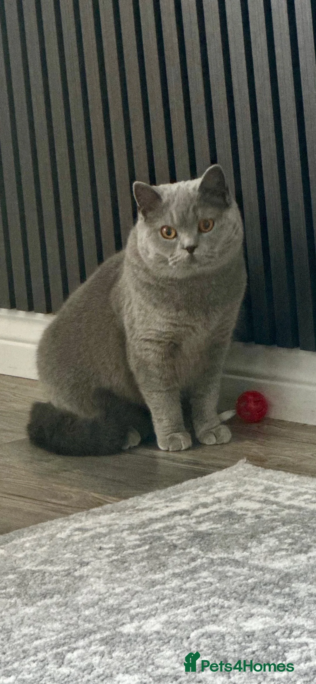 British Shorthair cats for sale: GCCF Active amazing cats  - Advert 8