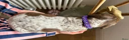 German Shorthaired Pointer dogs for sale: KC Registered German Shorthaired Pointer Puppies - Advert 15